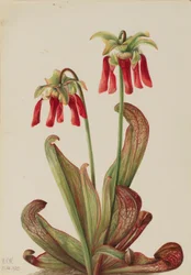 Papegøyekanne (Sarracenia psittacina)