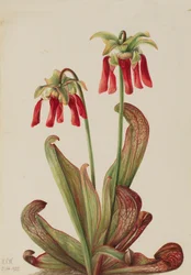 Papegøyekanne Sarracenia psittacina, 1925.