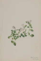 Reptridgeberry (Mitchella repena)