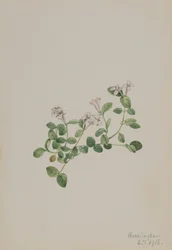Partridgeberry Mitchella angret, 1918.