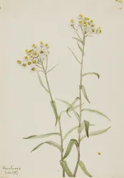 Evig perle (Anaphalis margaritacea)