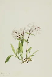 Torvrosa (Silene caroliniana)
