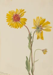 Flerårig Gaillardia Gaillardia aristata, 1904.