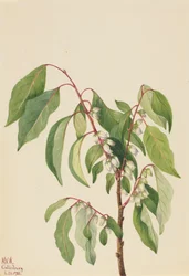 Persimmon Diospyros virginiana, 1932.    1139198   no       norwegian Successfully Translated  Original: Fashion at its Highest Translat: Fashion at its Highest 1400133 no norwegian Successfully Translated Original: De Yodo rivier Yodogawa (title on object
