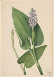 Plukker (Pontederia cordata)