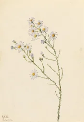 Furuaster (Aster squarrosus)