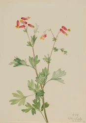 Rosa Fumeroot (Capnoides sempervirens)
