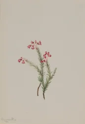Rosa lyng (Phyllodoce empetriformis)