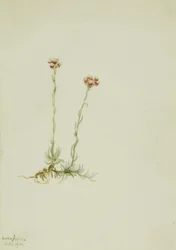 Rosa kattepoter (Antennaria rosea)