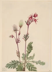 Prairie Smoke (Sieversia ciliata)