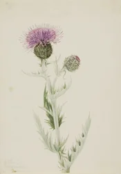 Prærietistel (Cirsium undulatum)