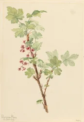 Stikkende solbær (Ribes lacustre)