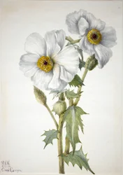 Stikkvalmue (Argemone hispeda)