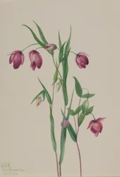 Lilla fe-lykt (Calochortus anoenum)