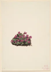Lilla saxifrage (Saxifraga oppositifolia)