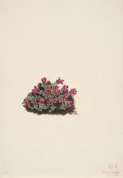 Purple Saxifrage Saxifraga oppositifolia, 1924.