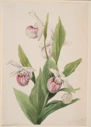 Dronningens tøffel (Cypripedium reginae)