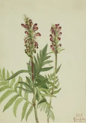 Rødhjelm (Pedicularis bracteosa)