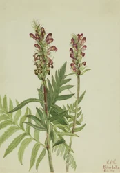 Rødhjelm Pedicularis bracteosa, 1924.