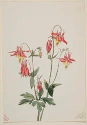 Rød akelei (Aquilegia formosa)