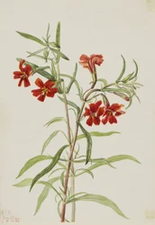 Rød apeblomst (Diplaucus puniceus)