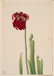 Rød muggeplante (Sarracenia jonesii)