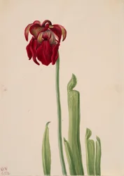 Rød pitcherplant Sarracenia jonesii, 1930.