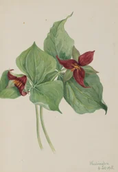 Rød Trillium (Trillium erectum)