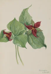 Red Trillium Trillium reist, 1918.