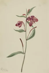 Rød piletre (Epilobium latifolium)
