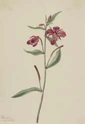 Rød Willowweed Epilobium latifolium, 1911.