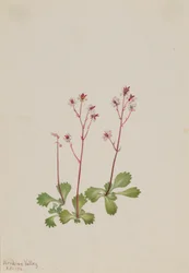 Rødstammen saxifrage (Saxifraga lyallii)