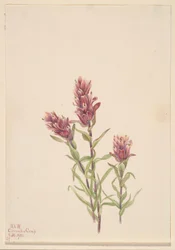 Rose pensel (Castilleja pallida)