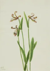 Rosebud orkidé (Pogonia divaricata)