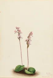 Rundbladorkide (Orchis rotundifolia)