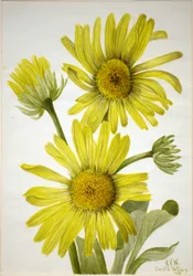 Satengbladet gullhode (Enceliopsis covillei)