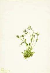 Saxifrage Saxifraga caespitosa, 1924.