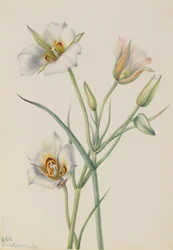 Sego Lily Calochortus nuttallii, 1933.