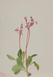 Stjerneskudd (Dodecatheon hendersonii)
