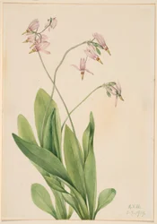 Stjerneskudd (Dodecatheon meadia)