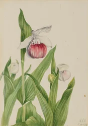 Showy Lady's Slipper Cypripedium reginae, 1924.