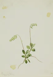 Sidebell#39;s Pyrola (Pyrola secunda)