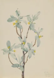 Sølvbær (Elaeagnus commutata)