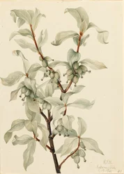 Sølvbær Elaeagnus commutata, 1922.