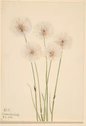 Slank bomullsgress (Eriophorum chamissonis)