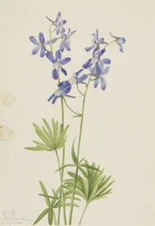 Slank lerkespore (Delphinium depauperatum)