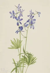 Slim Larkspur Dolphin fattig, 1924.