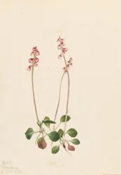 Liten pyrola (Pyrola minor)