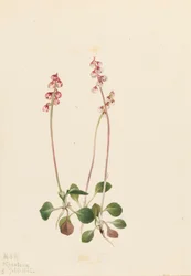 Liten Pyrola Pyrola minor, 1922.