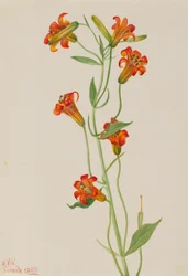 Liten tigerlilje Lilium parvum, 1933.
